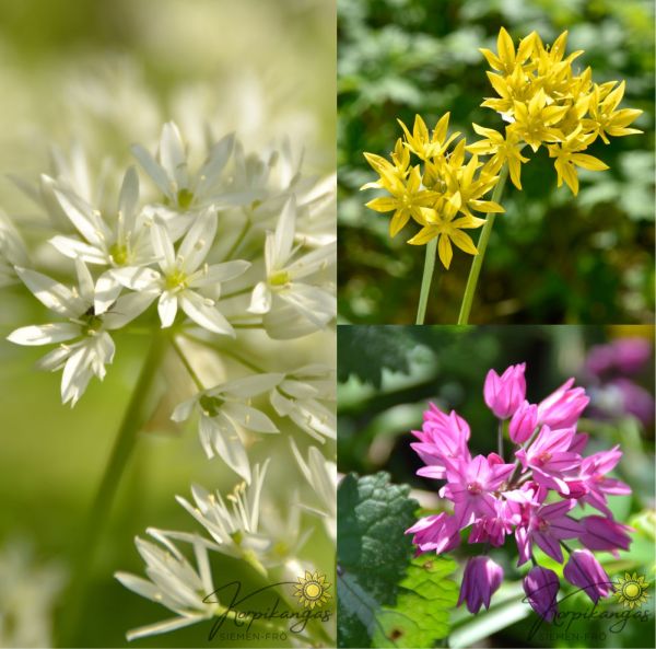 Blandning småblommiga allium